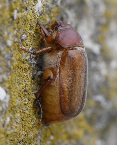 Réf. 238 609 : Amadotrogus sp.